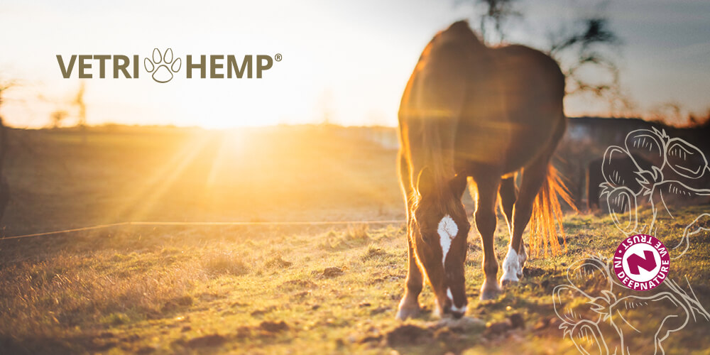 A horse is eating in the sunrise